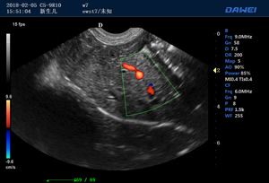S90動物寵物B超儀檢測圖